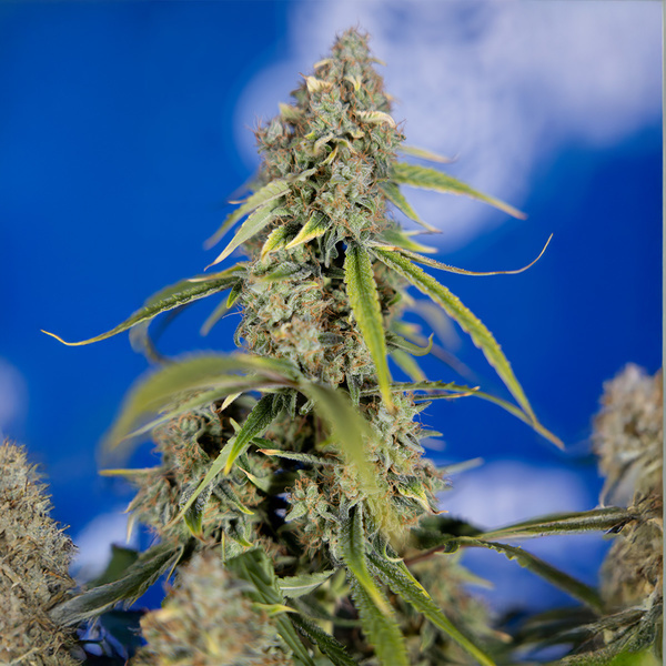 Green Crack F1 Autoflower (Zamnesia Seeds) Feminiserade