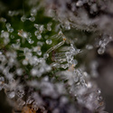Green Crack F1 Autoflower (Zamnesia Seeds) Feminiserade