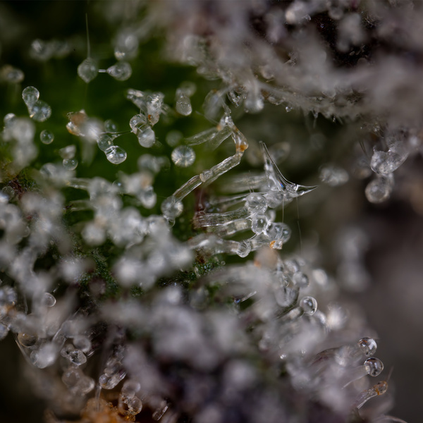 Green Crack F1 Autoflower (Zamnesia Seeds) Feminiserade