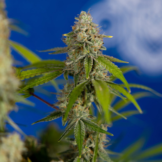 Green Crack F1 Autoflower (Zamnesia Seeds) Feminiserade