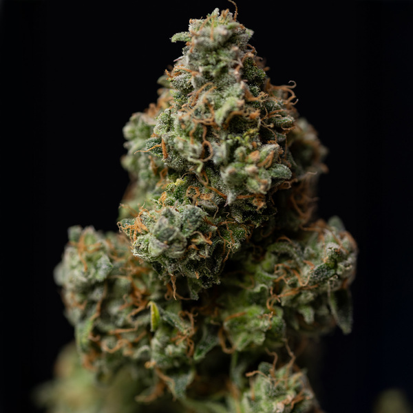 Green Crack F1 Autoflower (Zamnesia Seeds) Feminiserade