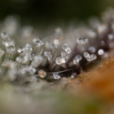 Green Crack F1 Autoflower (Zamnesia Seeds) Feminiserade