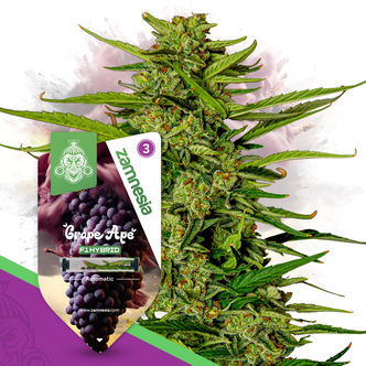 Grape Ape F1 Automatic (Zamnesia Seeds) feminiserade