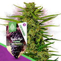 Grape Ape F1 Autoflower (Zamnesia Seeds) Feminiserade