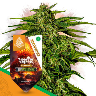 Pineapple Express F1 Autoflower (Zamnesia Seeds) Feminiserade
