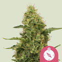 Northern Light (Royal Queen Seeds) Feminiserade