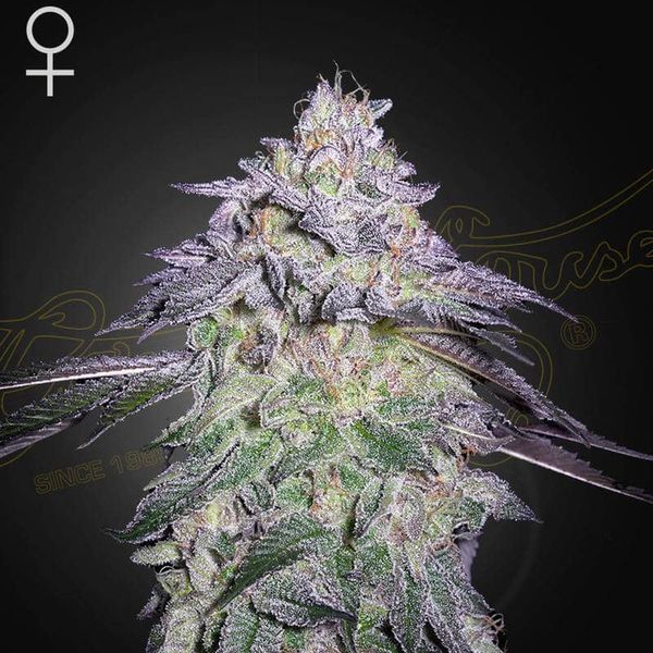 Nori Cake (Greenhouse Seeds) Feminiserade
