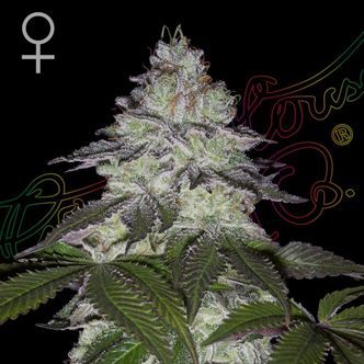 Milky Dreams (Greenhouse Seeds) feminiserade cannabisfr&ouml;n