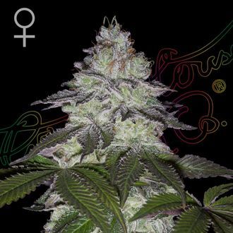 Milky Dreams (Greenhouse Seeds) Feminiserade