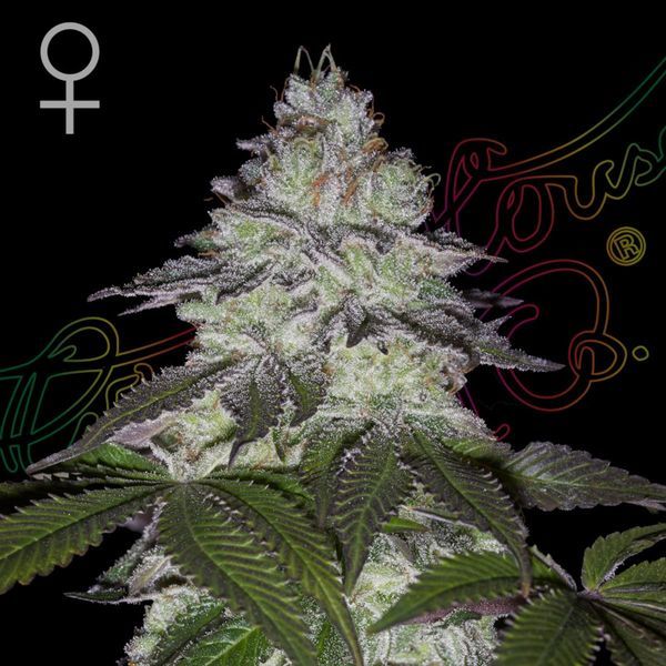 Milky Dreams (Greenhouse Seeds) Feminiserade