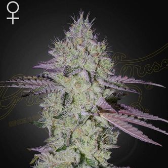 Tarte Tatin (Greenhouse Seeds) feminiserade