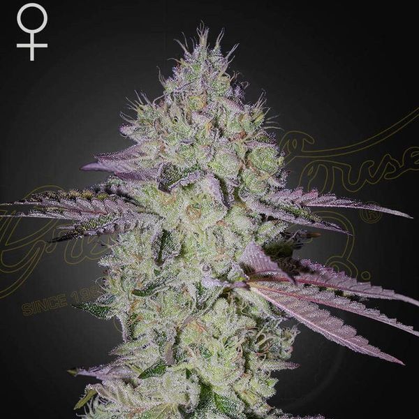 Tarte Tatin (Greenhouse Seeds) Feminiserade