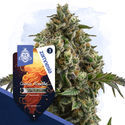 Cosmic Noodles (Zamnesia Seeds) Feminiserade