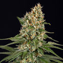 Cosmic Noodles (Zamnesia Seeds) Feminiserade