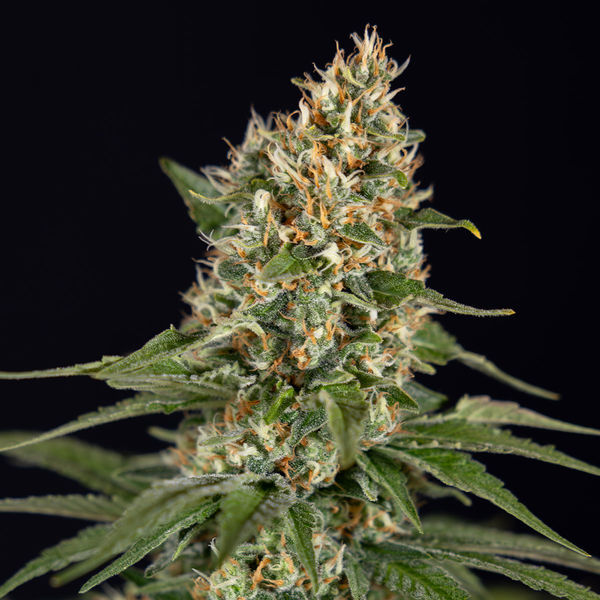 Cosmic Noodles (Zamnesia Seeds) Feminiserade