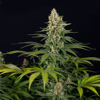 Cosmic Noodles (Zamnesia Seeds) Feminiserade