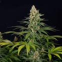 Cosmic Noodles (Zamnesia Seeds) Feminiserade