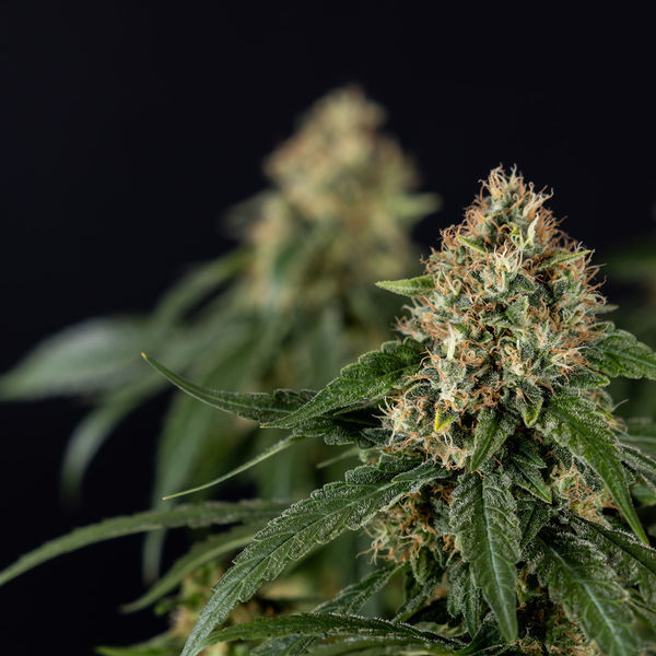 Cosmic Noodles (Zamnesia Seeds) Feminiserade