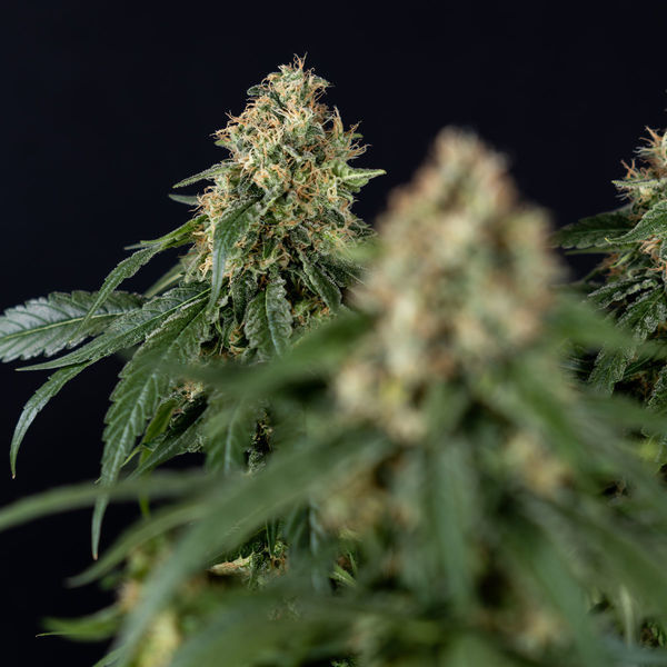 Cosmic Noodles (Zamnesia Seeds) Feminiserade