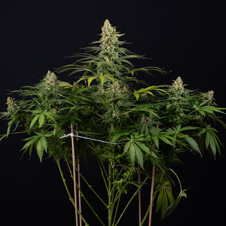 Cosmic Noodles (Zamnesia Seeds) Feminiserade