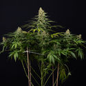 Cosmic Noodles (Zamnesia Seeds) Feminiserade