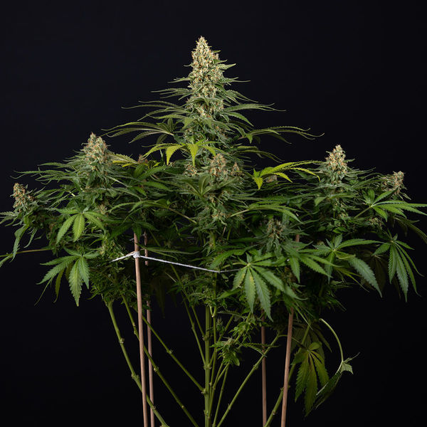 Cosmic Noodles (Zamnesia Seeds) Feminiserade