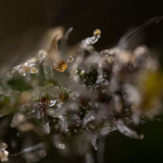 Cosmic Noodles (Zamnesia Seeds) Feminiserade