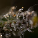 Cosmic Noodles (Zamnesia Seeds) Feminiserade