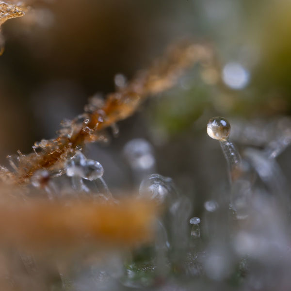 Cosmic Noodles (Zamnesia Seeds) Feminiserade