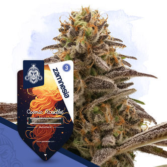 Cosmic Noodles Automatic (Zamnesia Seeds) feminiserad