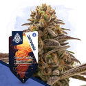 Cosmic Noodles Autoflower (Zamnesia Seeds) Feminiserade