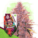 Karen Kush (Zamnesia Seeds) Feminiserade