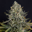 Karen Kush (Zamnesia Seeds) Feminiserade