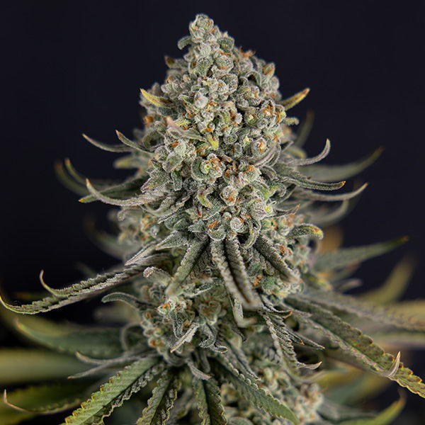 Karen Kush (Zamnesia Seeds) Feminiserade