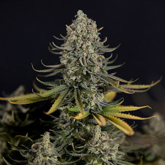 Karen Kush (Zamnesia Seeds) Feminiserade