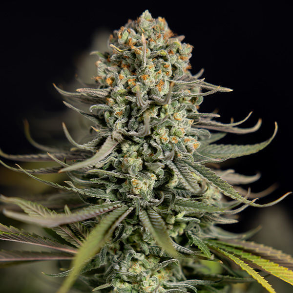 Karen Kush (Zamnesia Seeds) Feminiserade