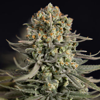 Karen Kush (Zamnesia Seeds) Feminiserade