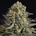 Karen Kush (Zamnesia Seeds) Feminiserade