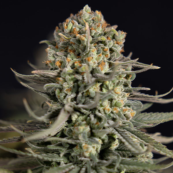 Karen Kush (Zamnesia Seeds) Feminiserade