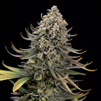 Karen Kush (Zamnesia Seeds) Feminiserade