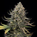 Karen Kush (Zamnesia Seeds) Feminiserade