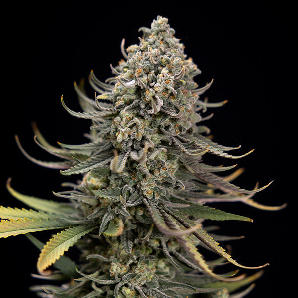 Karen Kush (Zamnesia Seeds) Feminiserade