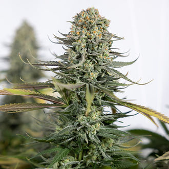 Karen Kush (Zamnesia Seeds) Feminiserade