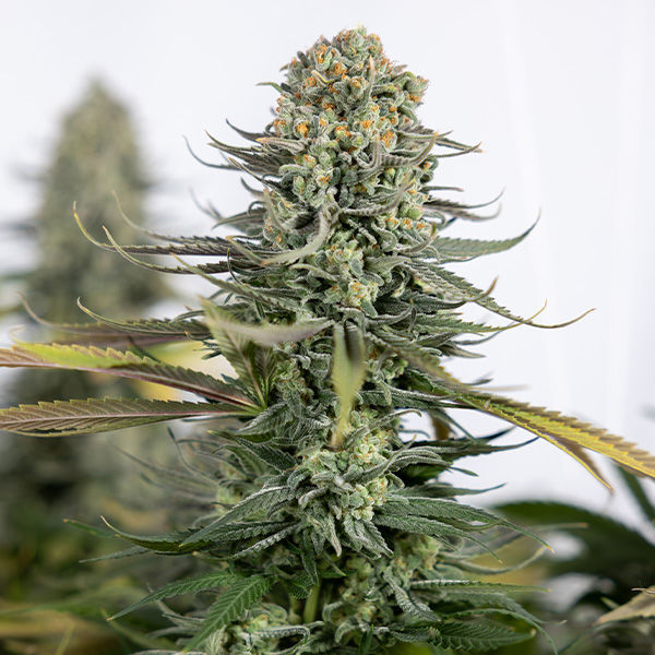 Karen Kush (Zamnesia Seeds) Feminiserade