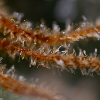 Karen Kush (Zamnesia Seeds) Feminiserade