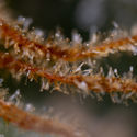 Karen Kush (Zamnesia Seeds) Feminiserade