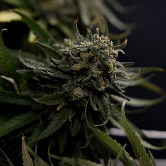 Karen Kush (Zamnesia Seeds) Feminiserade