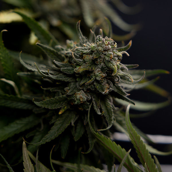 Karen Kush (Zamnesia Seeds) Feminiserade