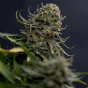 Karen Kush (Zamnesia Seeds) Feminiserade