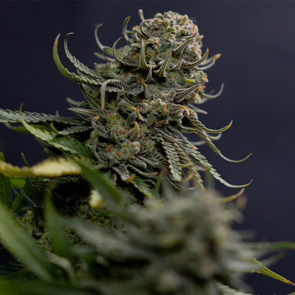 Karen Kush (Zamnesia Seeds) Feminiserade